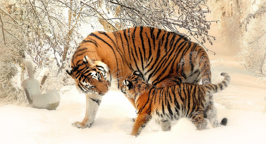 Tiiger koos pojaga lumises metsas.