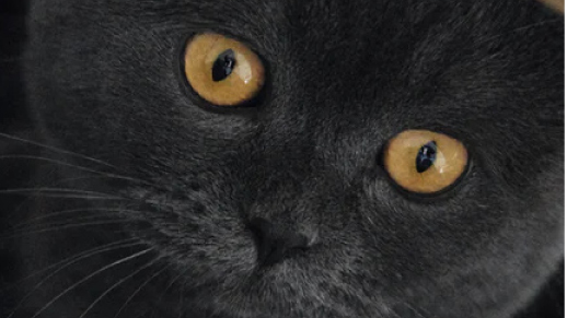 Hall kass vaatab ainiti oma roheliste silmadega.