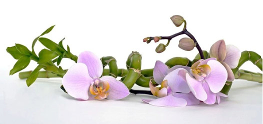 Bambuse ja roosa orhidee lilleseade laual.