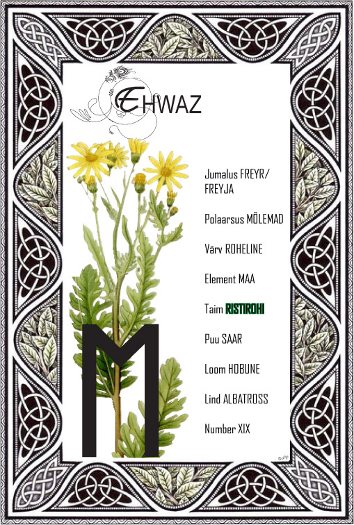 Ruun ehwaz koos teda sümboliseeriva taime ristirohuga.